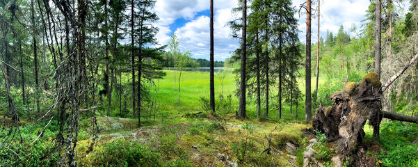 Wide panorama of the forest edge overlooking the lake. Inverted pine root. Tall trees under blue skies. Karelia. North.