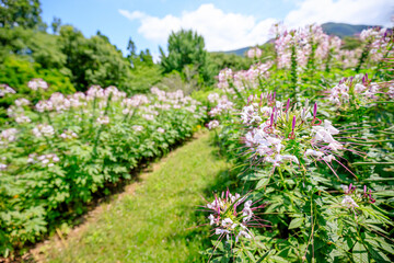 クレオメ　福智山ろく花公園　福岡県直方市　Cleome Fukuchisanroku Flower park Fukuoka-ken Nogata City