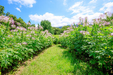 クレオメ　福智山ろく花公園　福岡県直方市　Cleome Fukuchisanroku Flower park Fukuoka-ken Nogata City