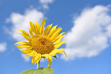 杷木大ひまわり畑