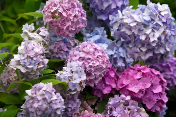 Close-up of beautiful Hortensia flowers at City of Zurich on a summer day. Photo taken July 12th, 2021, Zurich, Switzerland.