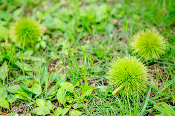栗の実　（緑色）　福智山ろく花公園　福岡県直方市　 Chestnut fruit (green)Fukuchisanroku Flower park Fukuoka-ken Nogata City