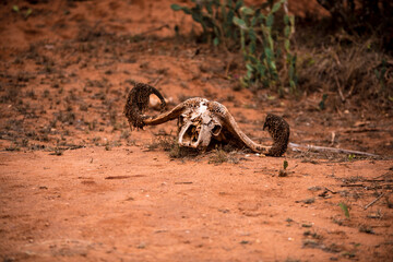 African buffalo skull in the savannah