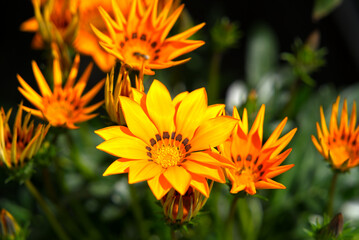 Close-up of orange blossom of flower at City of Zurich on a cloudy summer day. Photo taken July 12th, 2021, Zurich, Switzerland.