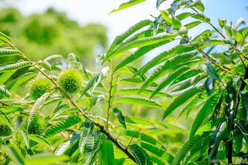 Obraz premium 栗の木 （緑色） 福智山ろく花公園 福岡県直方市 Chestnut tree (green)Fukuchisanroku Flower park Fukuoka-ken Nogata City