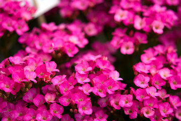 Close-up of pink blossoms of flowers at City of Zurich on a cloudy summer day. Photo taken July 12th, 2021, Zurich, Switzerland.