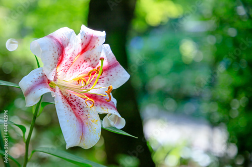 ベニスジヤマユリ ユリ 福智山ろく花公園 福岡県直方市 Lilium Auratum Var Lily Fukuchisanroku Flower Park Fukuoka Ken Nogata City Big Poster B M H