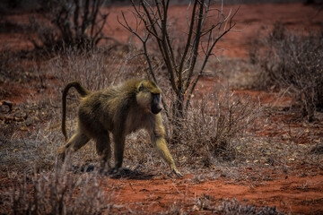 A baboon feeds on the wild African savannah