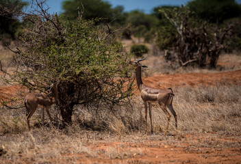 A pair of Thompson's gazelles eat acacia leaves in the wild African savannah