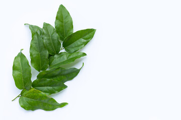 Fresh tiliacora triandra green leaves