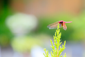 ショウジョウトンボ　Crocothemis servilia mariannae © M・H