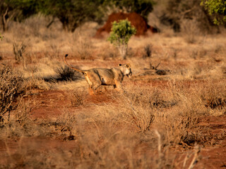 The lion runs hunting in the wild African savannah