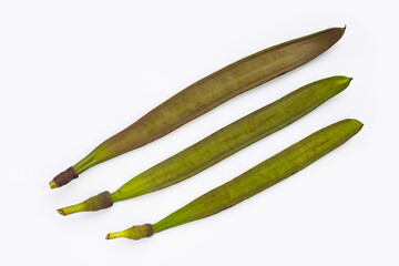 Fruit of Broken Bone tree on white background.