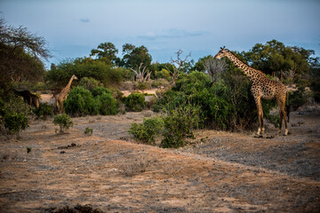 Giraffes among acacia trees in the wild African savannah