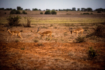 Naklejka na ściany i meble Thompson Gazelles running in the African savannah