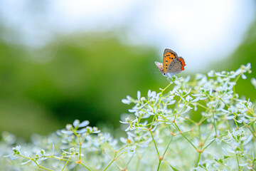 ベニシジミと白い花　Lycaena phlaeas and White flower