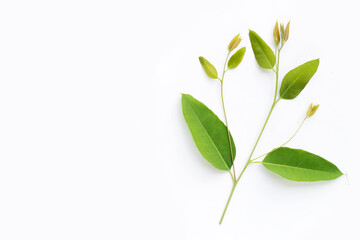 Eucalyptus leaves on white background.