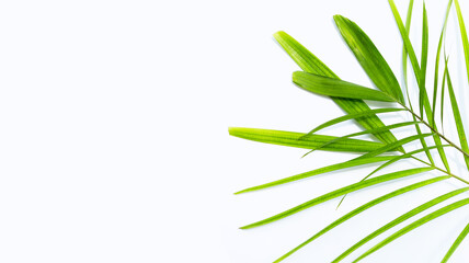 Green leaves of palm tree on white background.