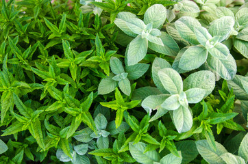 Different types and varieties of mint grow in the garden. Natural wallpaper. Aromatherapy. Nature.