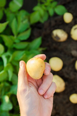 Farmer holds freshly picked potatoes in the field. Harvesting, harvest. Organic vegetables....