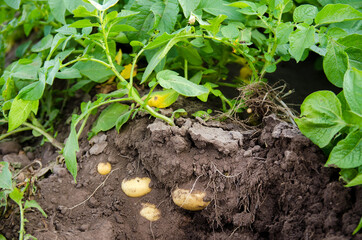 Young potato bushes grow in the field. Harvesting, harvest. Organic vegetables. Agriculture and farming. Potatoes. Selective focus.