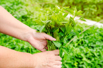 Fresh pepper seedlings in the hands of a farmer. Planting vegetables in the field. Agriculture and farming. Agribusiness. Selective focus