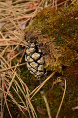 snake in the forest