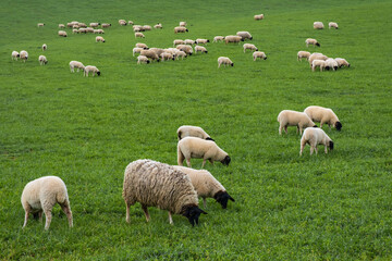 View of a herd of Rhön sheep grazing on a lush green pasture 