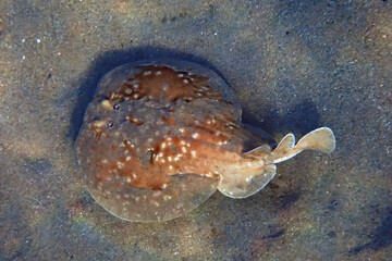Electric Ray – Torpedo sinus persici, belongs to cartilaginous fish, family  Torpedinidae, the...