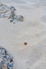 朝の砂浜を歩くヤドカリ