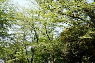 Green trees with sunshine light