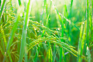 Bokeh of dew drops on a grain of rice in a field in the morning.soft focus.