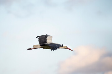 Obraz premium White stork in flight with its wings spread wide