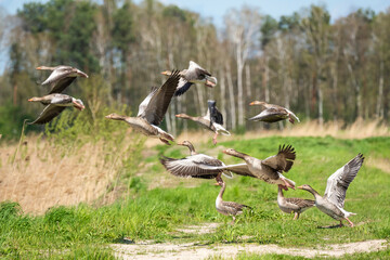 Bean goose in flight during migration