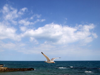 seagull by the sea