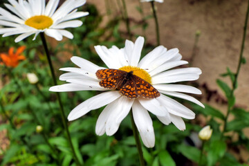 Obraz premium Heath Fritillary Butterfly (Mellicta athalia) feeding on the pollen of a Leucanthemum flower 