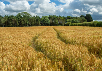 Golden field and tractor tram lines