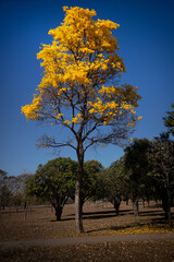 Brightly yellow tree against blue sky: the Golden Trumpet Tree (Handroanthus albus). Summer park landscape.