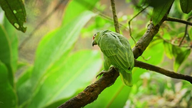 Red-lored Amazon or Red-lored Parrot - Amazona autumnalis, amazon parrot, native to tropical regions of the Americas, from Mexico south to Ecuador, standing and feeding on the branch in the forest. 