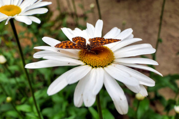 Obraz premium Heath Fritillary Butterfly (Mellicta athalia) feeding on the pollen of a Leucanthemum flower 