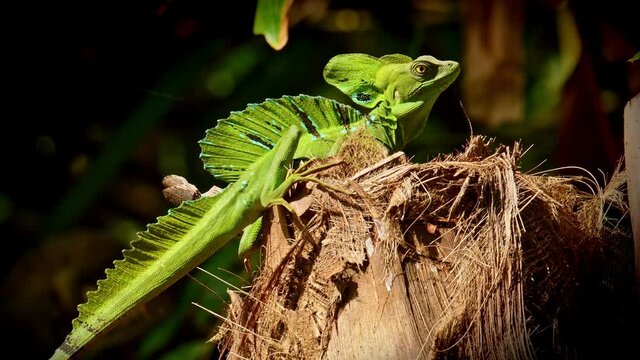 Green Basilisk - Basiliscus plumifrons also called the green basilisk, the double crested basilisk, or the Jesus Christ lizard, species of lizard in the family Corytophanidae, reptile resting on sun.