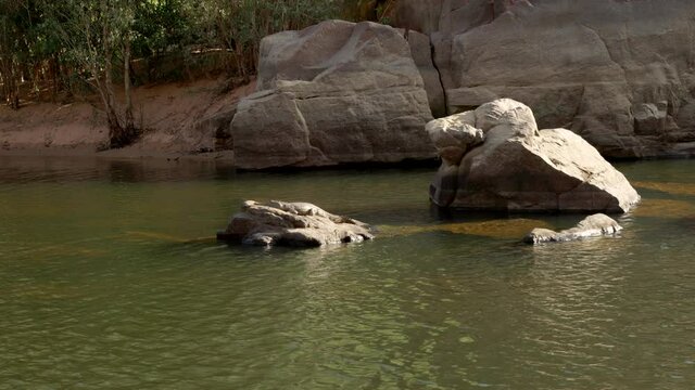 tracking shot of a freshwater crocodile sunning itself on a rock at katherine gorge of nitmiluk national park in the northern territory