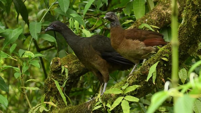 Grey-headed Chachalaca - Ortalis cinereiceps brown bird of the family Cracidae, related to the Australasian mound builders, breeds in lowlands from Honduras to Colombia, cleaning plumage, flying away