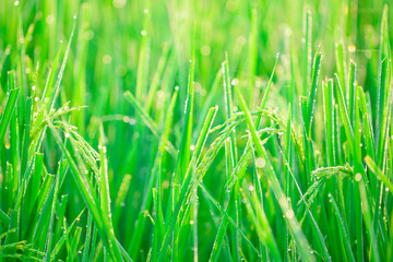 Bokeh of dew drops on a grain of rice in a field in the morning.soft focus.