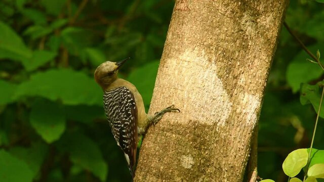 Hoffmanns Woodpecker - Melanerpes hoffmannii resident breeding bird from southern Honduras south to Costa Rica, common species on the Pacific slopes, red and yellow forest bird pecking to the wood.