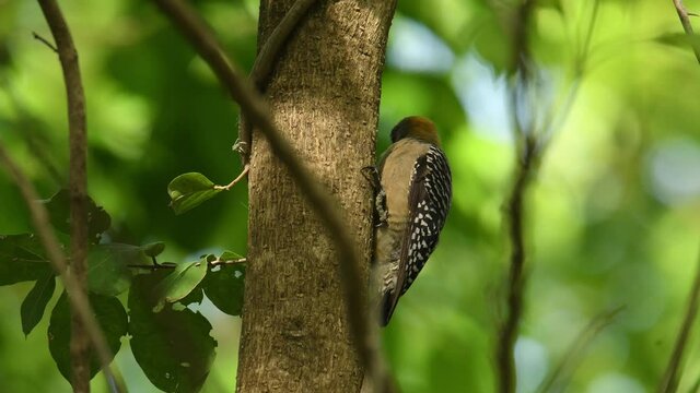 Hoffmanns Woodpecker - Melanerpes hoffmannii resident breeding bird from southern Honduras south to Costa Rica, common species on the Pacific slopes, red and yellow forest bird pecking to the wood.