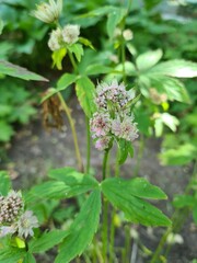 flowers in the garden