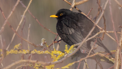 Male Common Blackbird turdus merula perched on tree branches