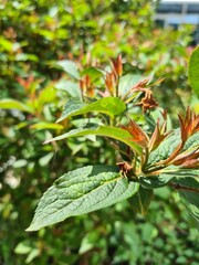 close up of a plant