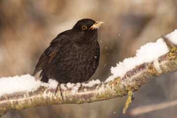 Male Common Blackbird turdus merula perched in snow in winter